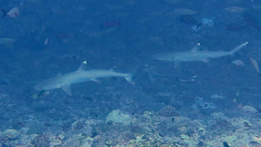 Sharks at work, Troys Coral Head Summer 2014